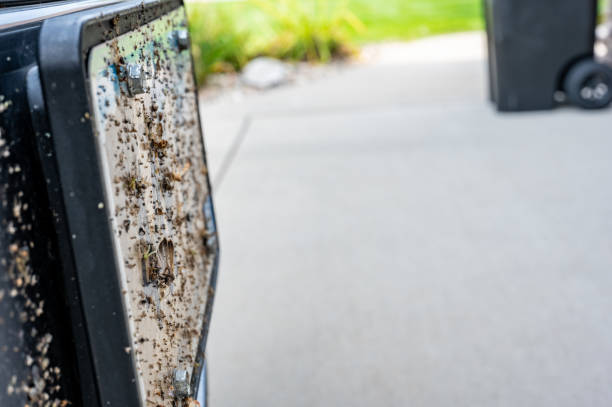 istock Selective focus on dead bugs splattered to the front grill and plates of a vehicle 1446508033