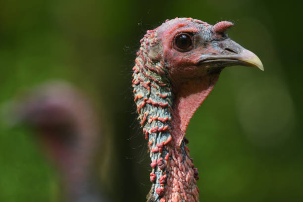 Headshot of male wild turkey with a blurred friend in the background. Taken in Connecticut's Litchfield Hills, summer.