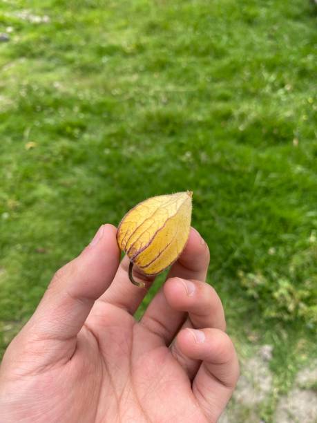 istock yellow wild currants in the hand 1446511011