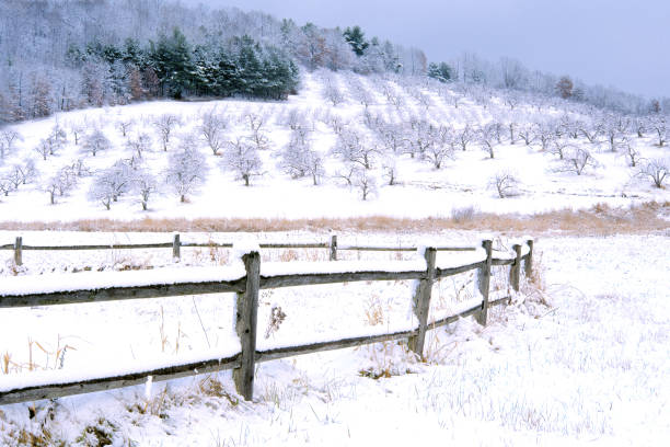 istock Field and Hillside Orchard Covered in Fresh Snow 1446511861