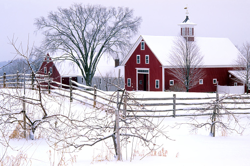 Tranquil winter scene at picturesque farm in rural New England with red barns, split-rail fence, and tree branches covered with blanket of fresh white snow.