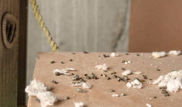 Lots of mice poop on cardboard box with ceiling insulation pieces. Close up of many rodent droppings in service room, showing massive mice infestation in building. Selective focus. rodent trap stock pictures, royalty-free photos & images