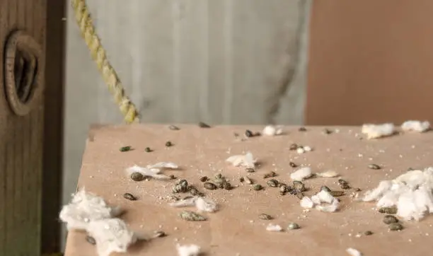 Photo of Lots of mice poop on cardboard box with ceiling insulation pieces.