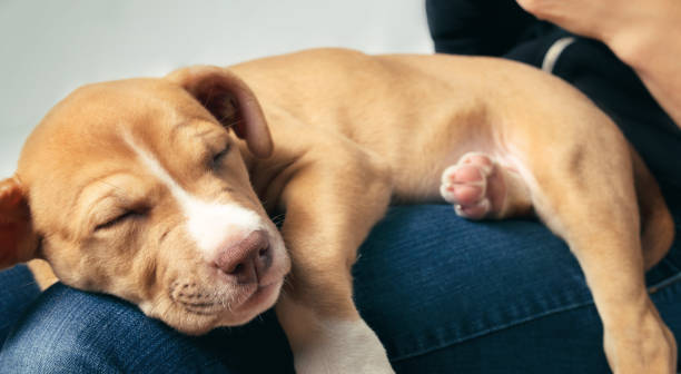 istock Puppy sleeping on person. 1446513312
