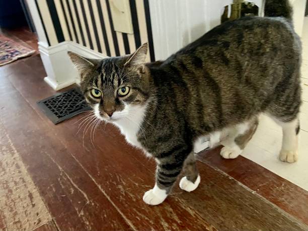 istock Happy cat standing on a hardwood floor 1446515964