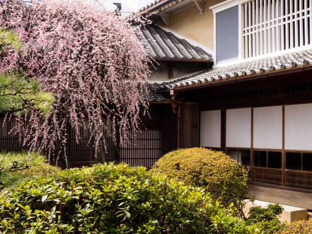 Plum tree blooming in the garden of Kamihaga residence, a traditional Edo period merchant house in historic Uchiko town stock photo