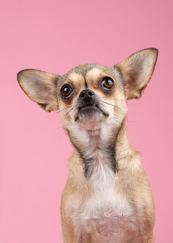 Portrait of a chihuahua dog looking up on a pink background