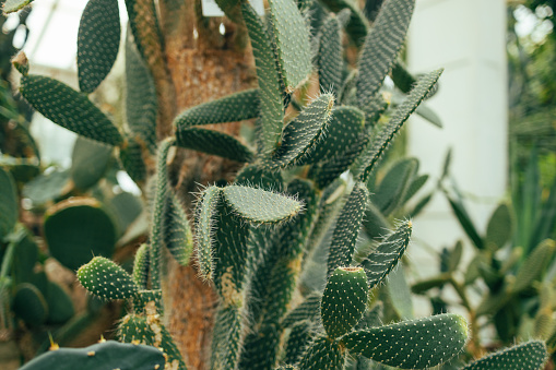 Prickly Pear Cactus, Orange Adobe Wall, Copy Space