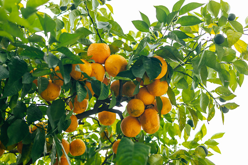 Ripe and juicy oranges on the tree at farmer's garden, Spain, Valencia