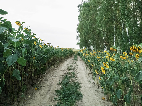 Sunflower field with a road in the center. Nature. Sunflower is yellow
