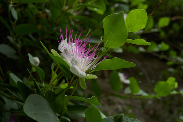 Detail shot of a caper shrub with pink and white flowers.