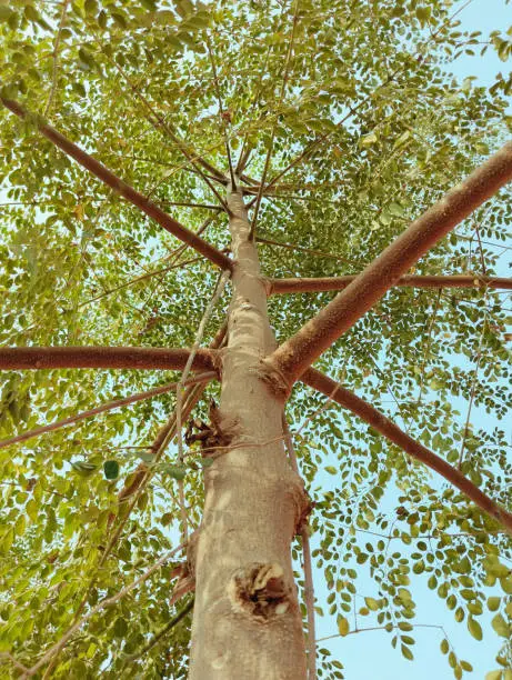 Moringa tree moringa-oleifera plant trunks leaves and branches of drumsticktree  horseradishtree  ben oil benzolive tree plantpart suhanjana darakht closeup view image picture stock photo