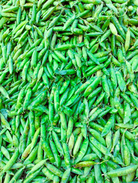 Green Peas pods legume raw pea fresh matar vegetable food Pisum sativum seed-pod P. sativum edible grains seeds  Erwt-petit Pois Erbse Pisello closeup view image stock photo