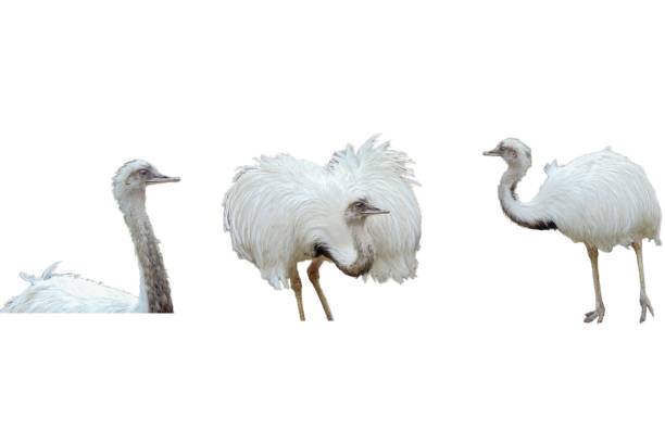 istock Collage with white nandu isolated on white 1446518979