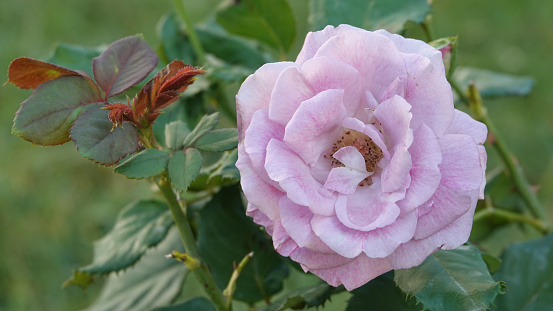 spring pink roses in a garden, bridal flower in garden with green background