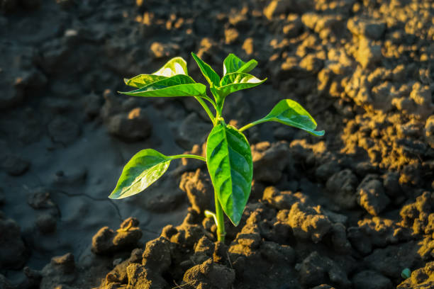 young pepper bush grows on a bed on a vegetable farm in the setting sun. vegetable cultivation concept