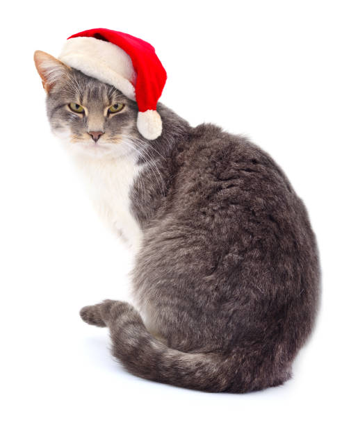 istock Kitten in Santa Claus Christmas hat. 1446521667