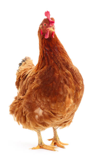 Brown hen isolated. stock photo