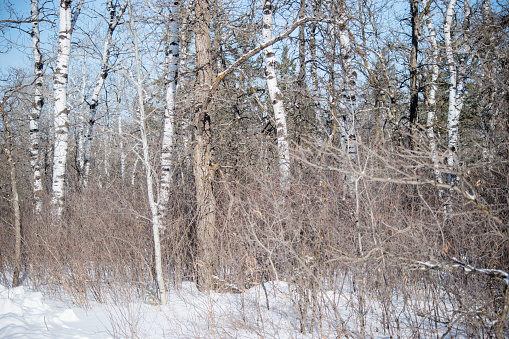 There are many trees in this winter forest including birch and oak