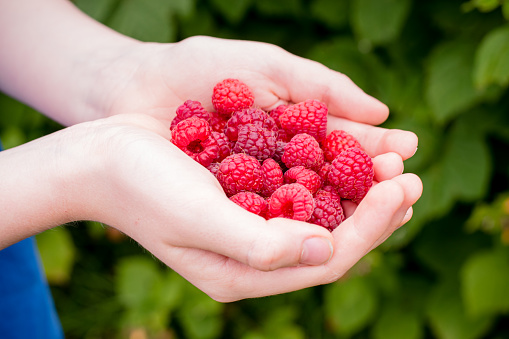 In the hands of a child juicy, fresh raspberries in a bowl