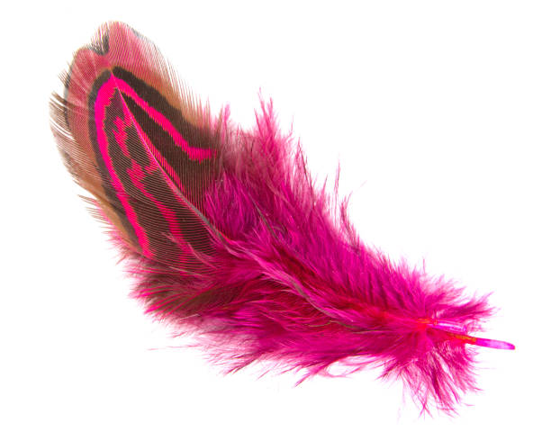 istock Beautiful elegant colorful feather isolated on the white background 1446522696