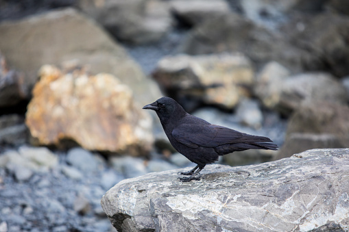 Black crow at the beach