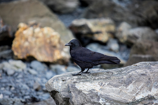 Beautiful black crow standing on a rock