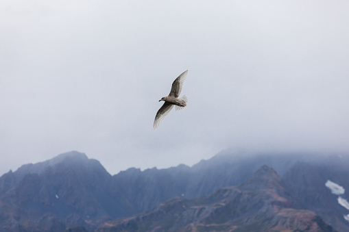 Seagull flying over an Alaskan beach