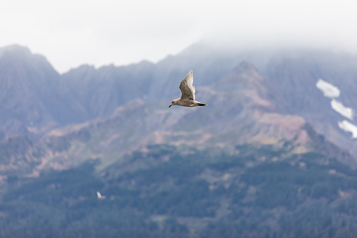 Seagull flying over an Alaskan beach