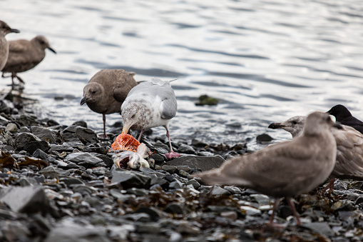 A seagulls feeding on the body of a salmon