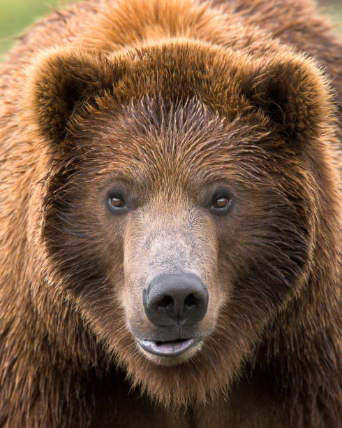 istock Grizzly bear closeup portrait 1446528258