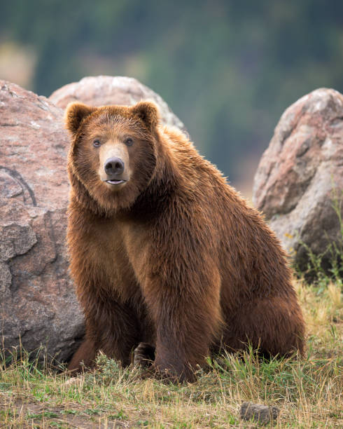 Grizzlybären bear  – Foto