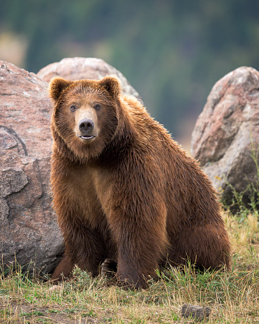Young male grizzly bear sitting on grass between large rocks