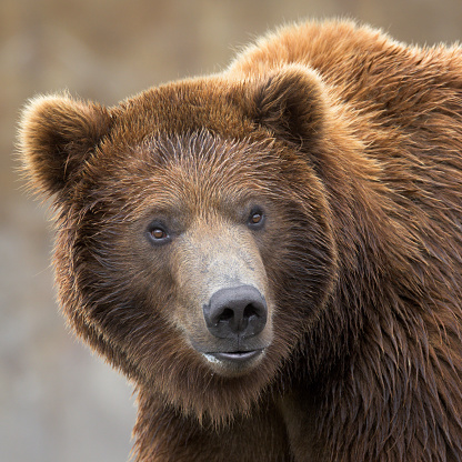Close-up of a young, male grizzly bear