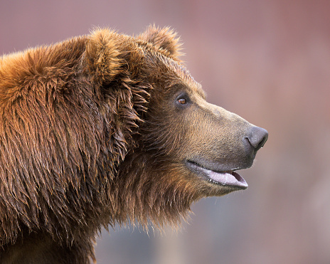 Close-up side profile head shot of a young male grizzly bear