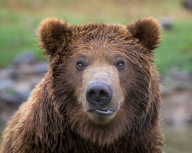 istock Grizzly bear closeup portrait 1446528383