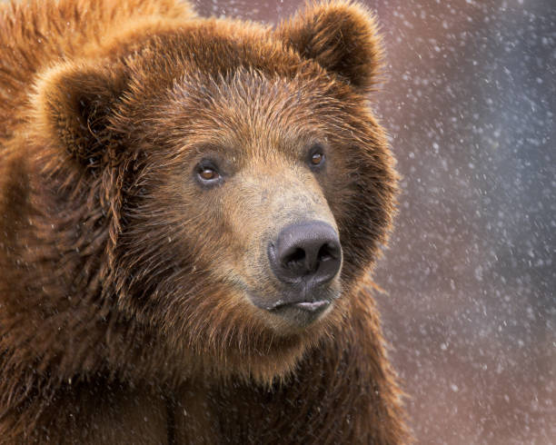 istock Grizzly bear closeup portrait 1446528471