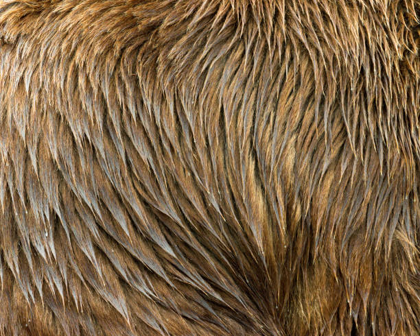 Close-up of thick, wet, brown fur on the side of a young, male grizzly bear