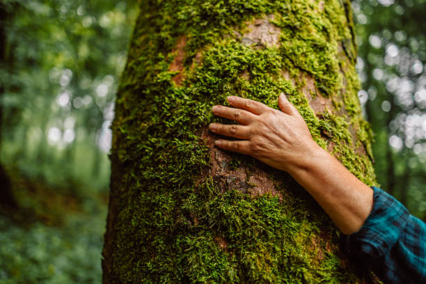 istock Hand touching a tree trunk in the forest. Forest ecology. Wild nature, wild life. Earth Day. Traveler girl in a beautiful green forest. Conservation, ecology, environment concept 1446529780