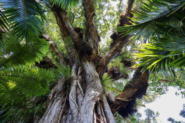 ancien arbre de rata - ancient tree usa california photos et images de collection