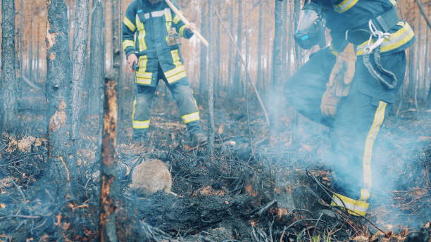 istock Firefighters are rescuing a wild rabbit in the forest fire zone 1446533712