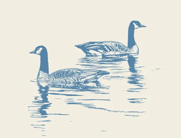 Vector illustration of Canada Goose floating on water