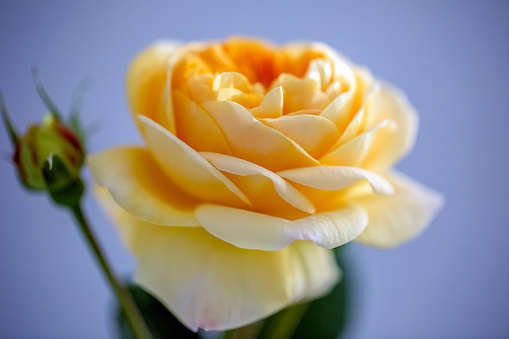 Closeup beautiful yellow Rose, background with copy space, full frame horizontal composition