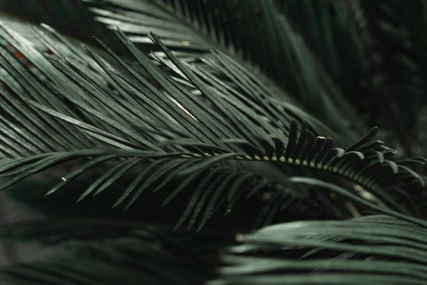 istock Green palm leaves close up 1446537329