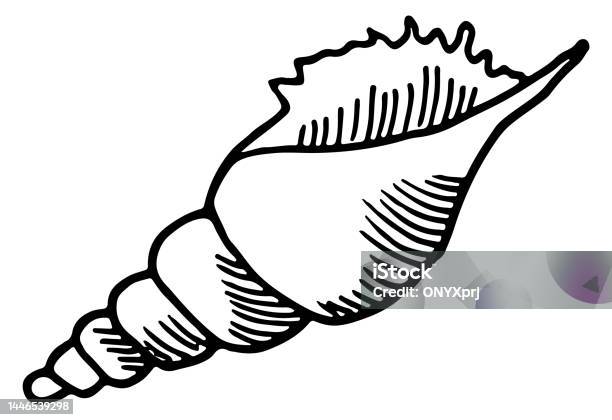 Seashell Sketch Conch Shell Drawing Beach Symbol Stock Illustration ...