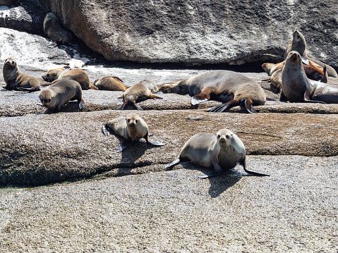 Australian fur seals on rocks at Wilsons Promotory