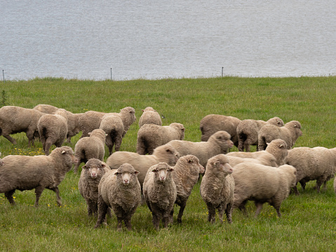 Merino sheep in the pasture in the wide landscape of New Zealands northern Island