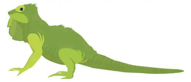 Vector illustration of Green lizard. Iguana icon. Funny reptile animal