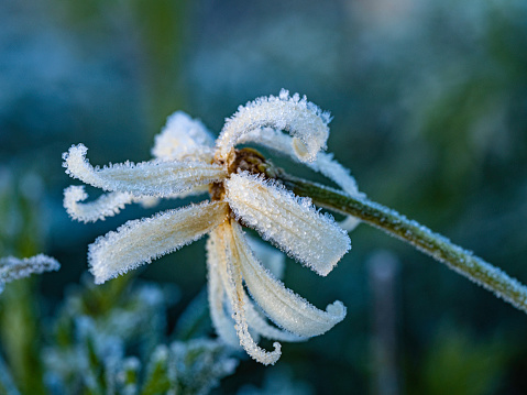 Close up of frost covered flower
