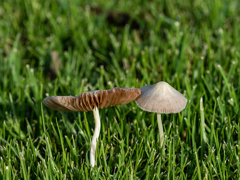 Small brown mushrooms in grass